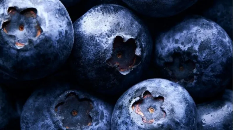Blueberry