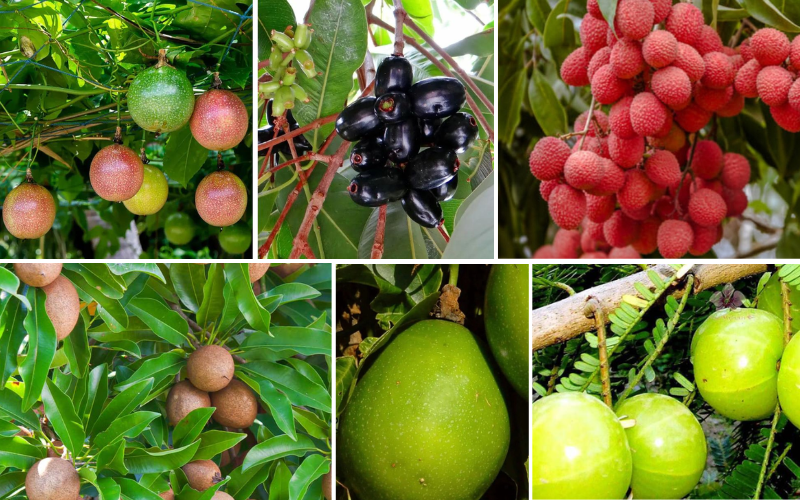 Fruits
