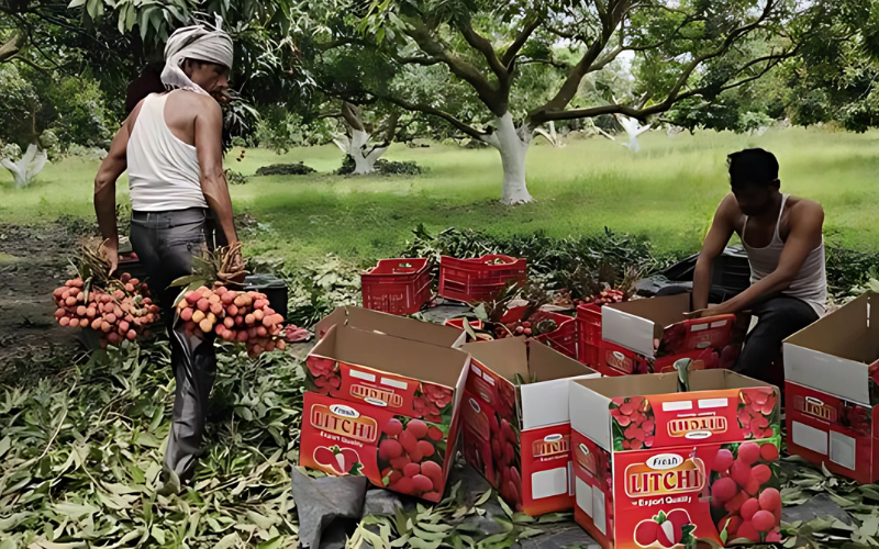 litchis
