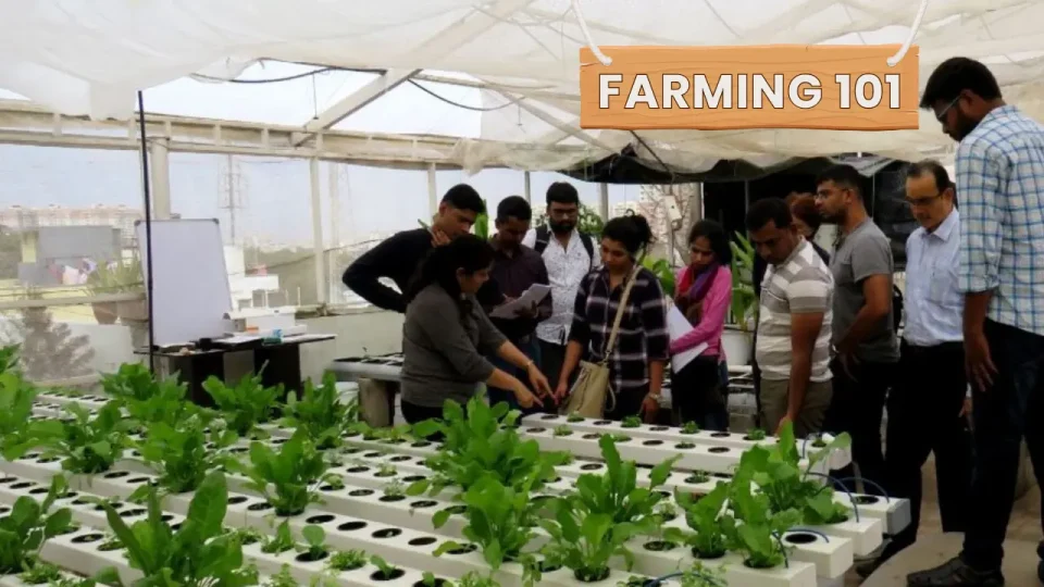 Aquaponics
