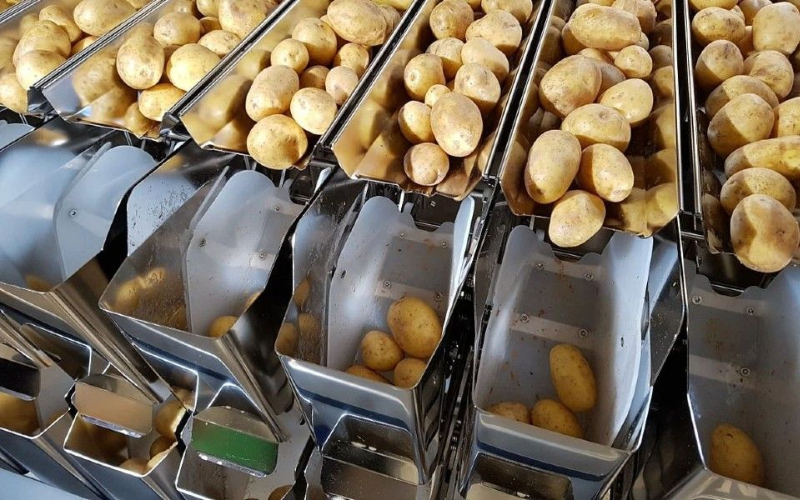 Potato