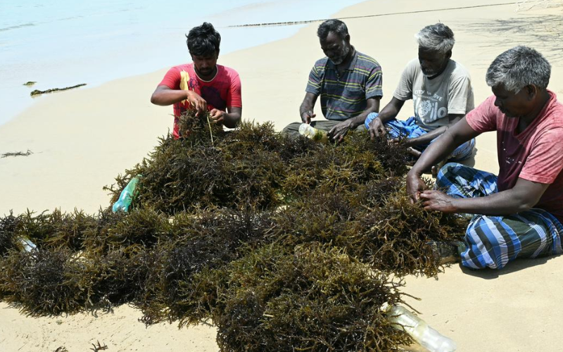 Seaweed