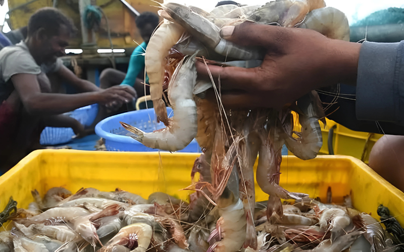 seafood
