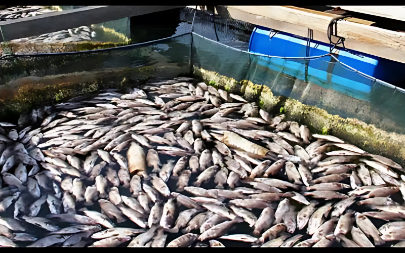 fish