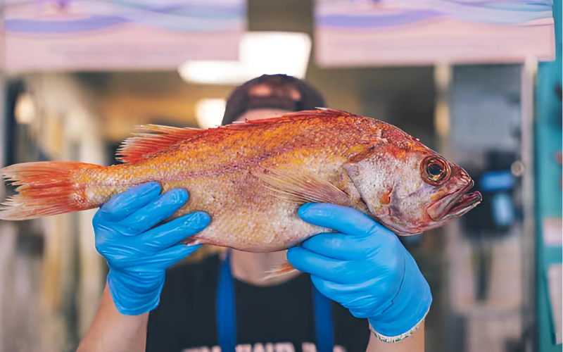 Groundfish