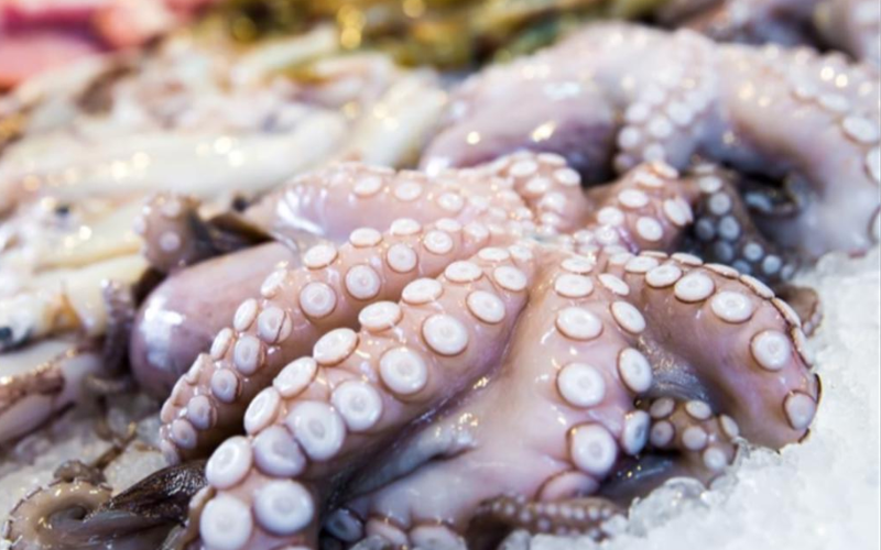 octopus