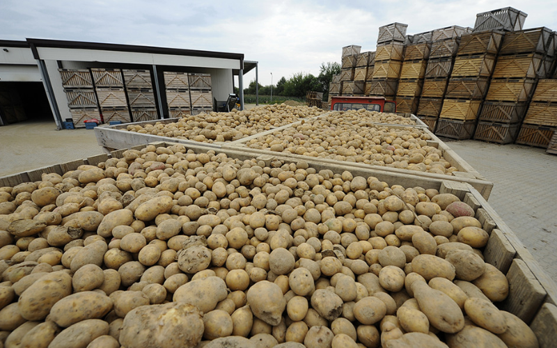 potato