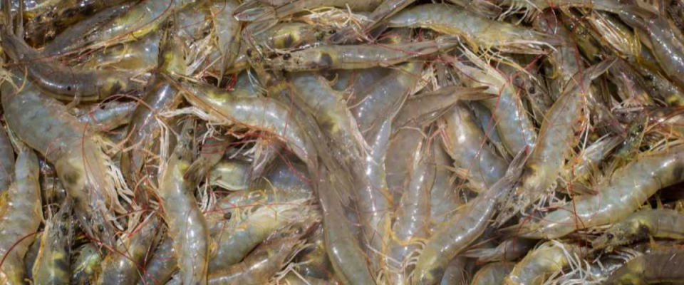 shrimp