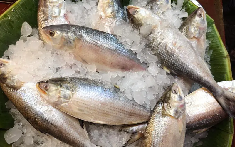 fish