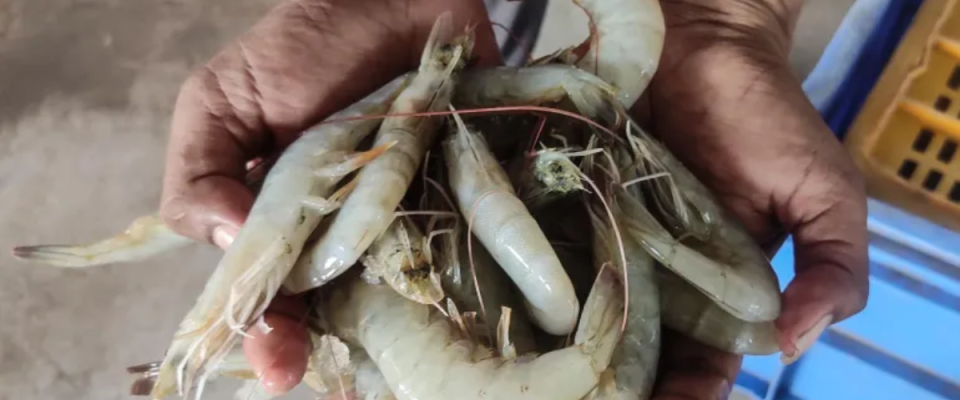 shrimp