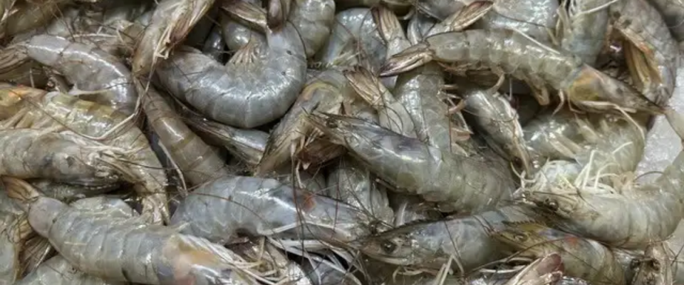 Shrimp