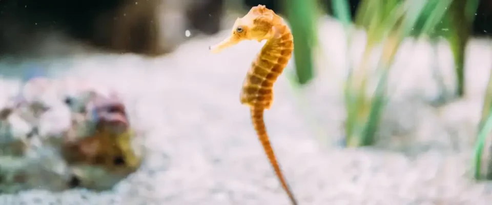 seahorse