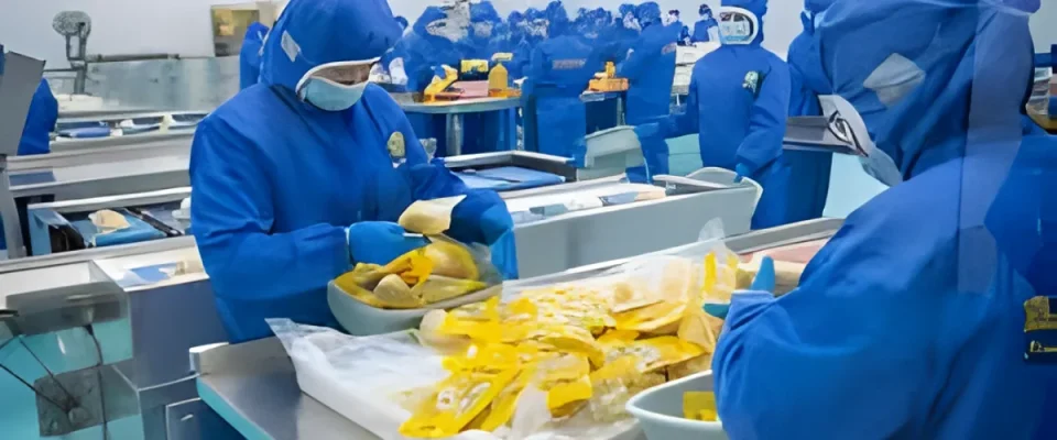 Indonesia’s Frozen Durian Enters China via Qinzhou