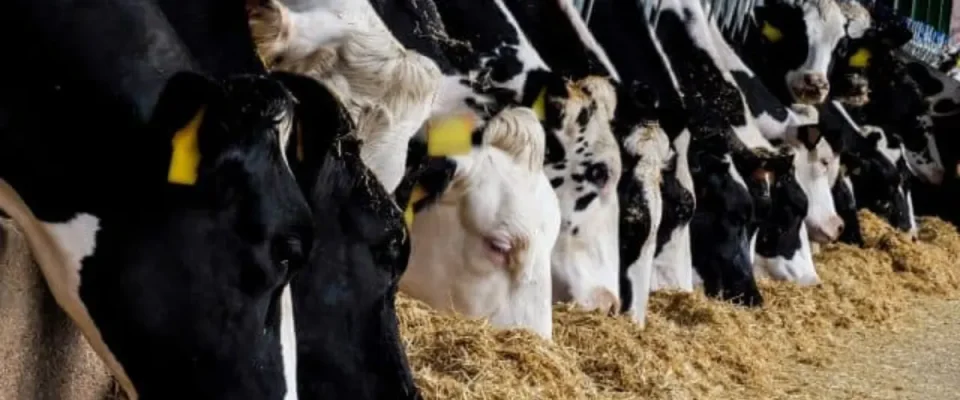 Dairy Automation Grows as Precision Tech Transforms Farms