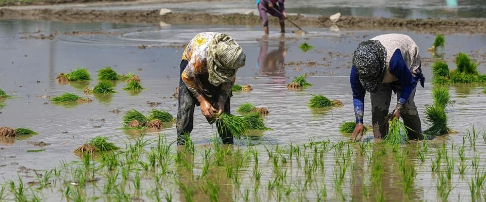 India Begins First-Ever Export of GI-Tagged Joha Rice from Assam to the UK and Italy