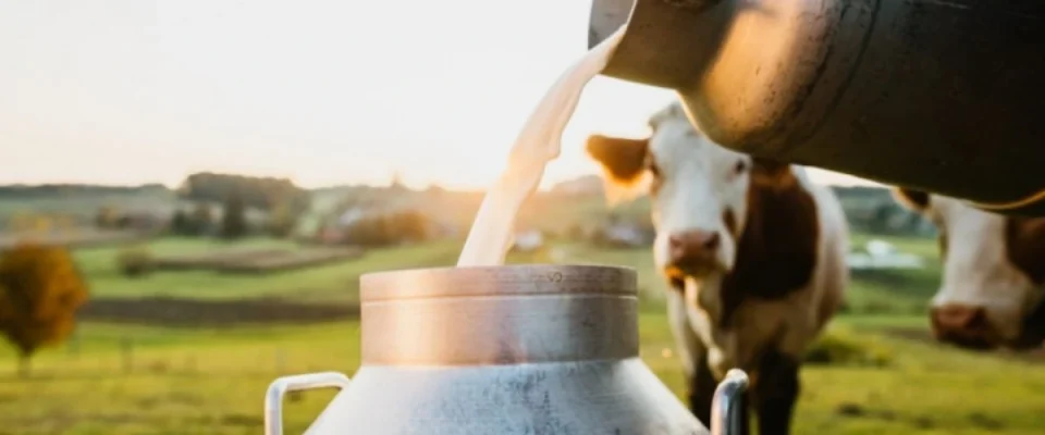 Maharashtra Records 64% Growth in Milk Production Over the Past Decade