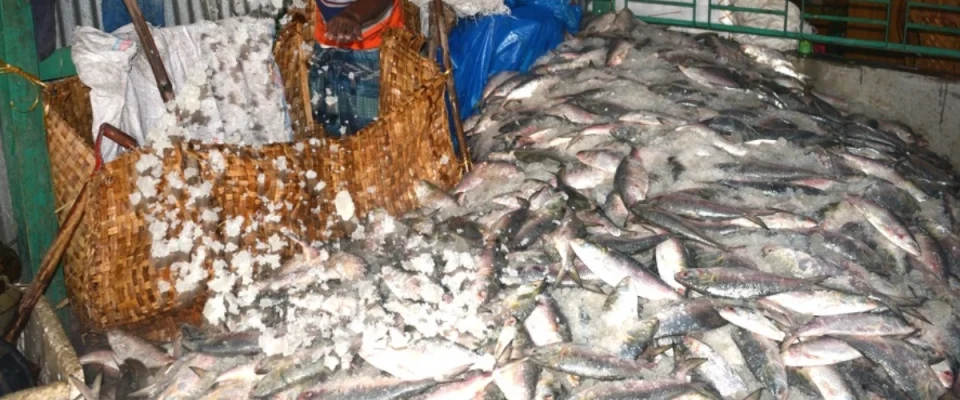 India’s seafood exports soar to a record ₹72,325 crore in FY26, defying US tariffs