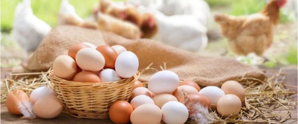 Türkiye Sees Strong Increase in Hen Egg Production in March