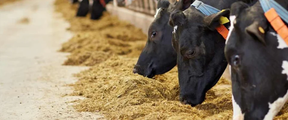 UK Dairy Firms Collaborate to Promote Lower-Impact Milk Production