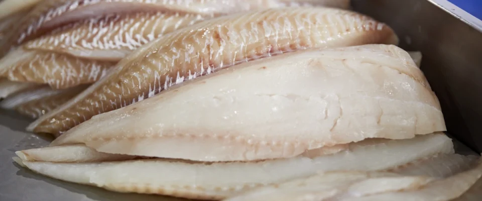 FHF Initiative Aims to Enhance Whitefish Quality and Yield in Fillet Production