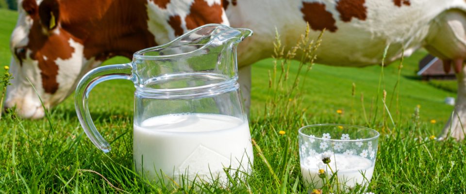Zimbabwe Targets Milk Self-Sufficiency Amid Rising Dairy Output