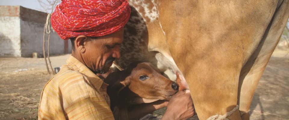Demand for Indigenous Cow Milk from Uttar Pradesh Rises Across India and Defence Sector
