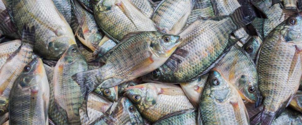 Indonesia’s Tilapia Gains Momentum in European Seafood Market
