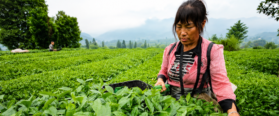 Global Matcha Demand Drives Production Growth in China