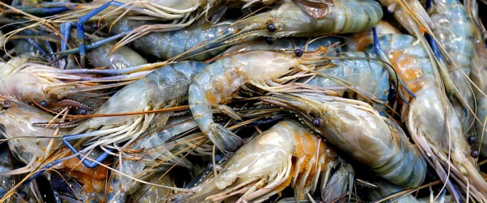 India’s Seafood Exports Reach Record High in FY 2025-26