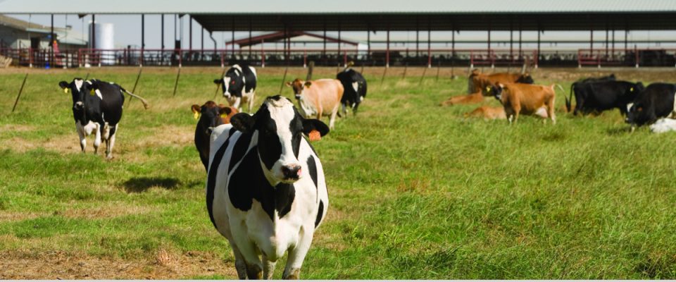 California Dairy Industry Strengthened by CMAB’s Strategic Growth Initiatives