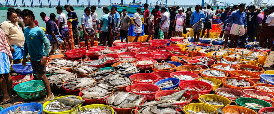 Odisha Records 12% Growth in Seafood Export Value, Strengthening Its Position in Global Markets