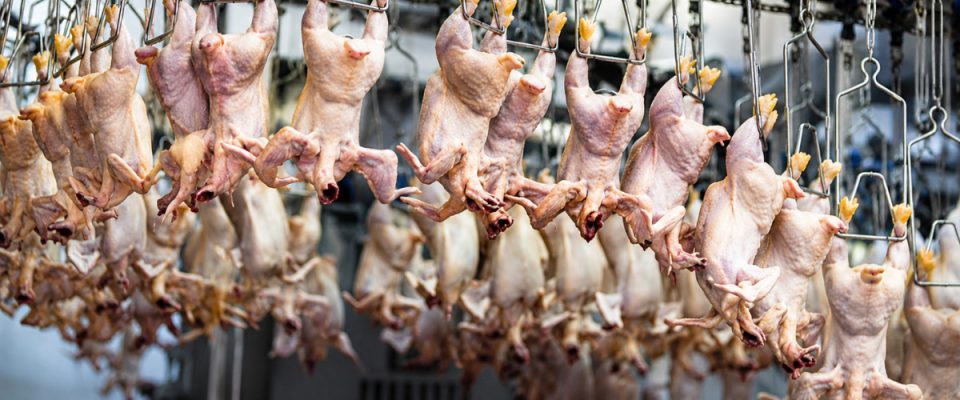 USDA Launches Small Processors Action Plan and Opens New Funding Round for Meat Industry Expansion