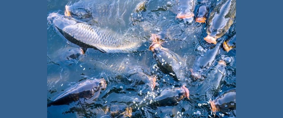 Zappfresh to Develop Large-Scale Fish Farming Project in Assam