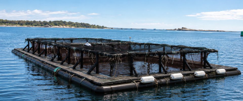UNH Heads National Aquaculture Programme to Boost Sustainable Seafood Supply