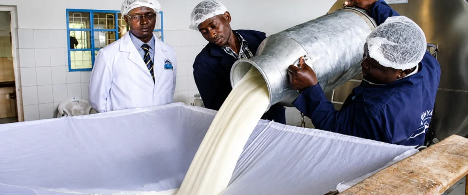 Africa’s Dairy Sector Milestone: Kenya Surpasses Egypt in Milk Production