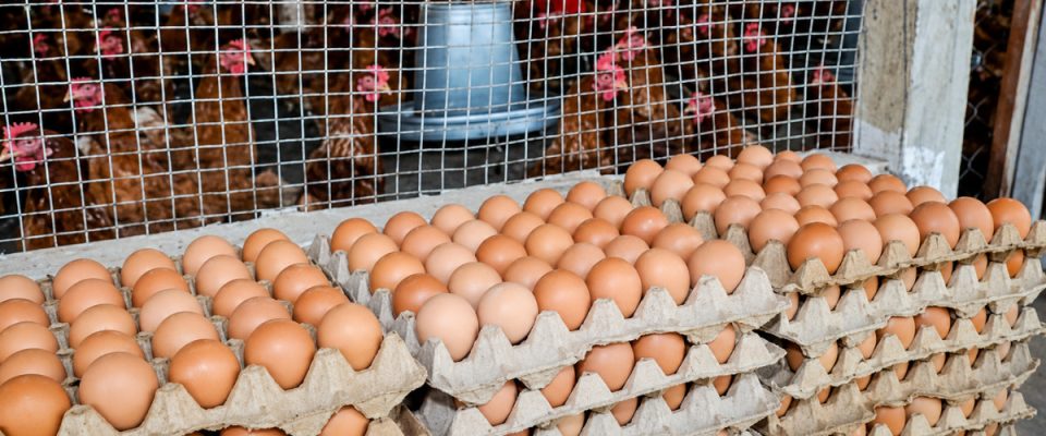 Andhra Pradesh Retains India’s Top Position in Egg Production, Strengthening Poultry Sector Growth