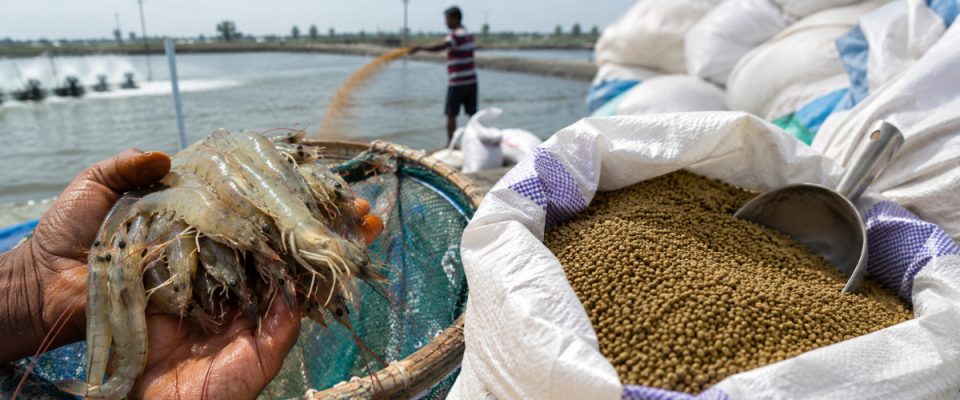 Feed Cost Inflation Adds to Challenges Facing Andhra’s Shrimp Export Industry