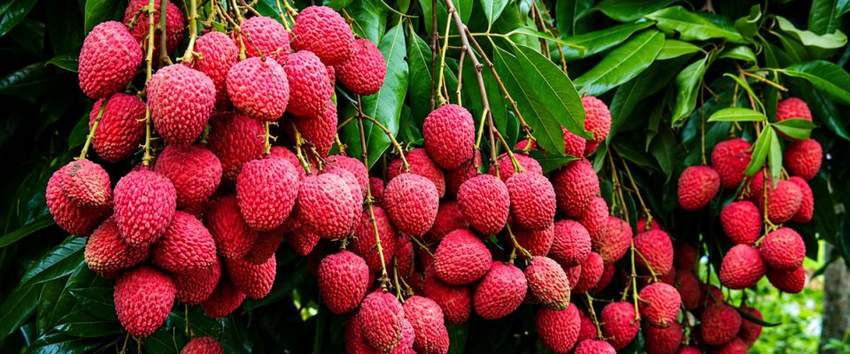 First-Ever Uttarakhand Litchi Shipment Reaches Italy in Major Export Milestone