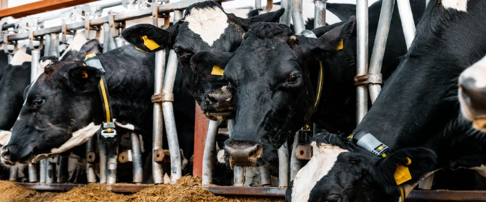 US Expands H-2A Visa Access for Dairy Farms to Address Growing Labor Shortages