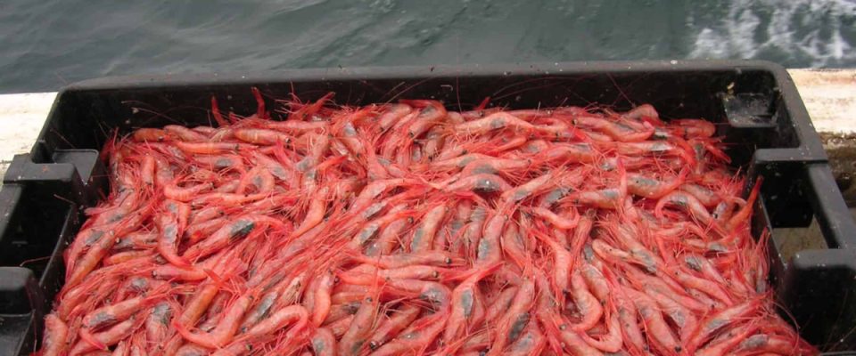 Canada Reopens Northern Shrimp Fishery After More Than a Decade as Stocks Recover