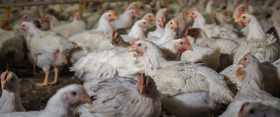 Tamil Nadu Chicken Traders Call Off Strike After Feed Norms Agreement