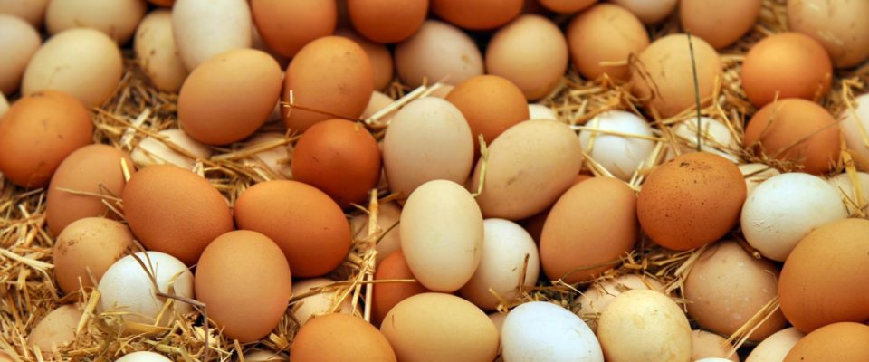 Wisconsin Egg Partnership Helps Oconomowoc Farmer Provide Meals to Families in Need