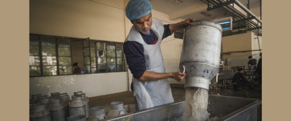 Purabi Dairy Launches ‘Purabi Dana Supreme’ Premium Cattle Feed to Boost Milk Productivity