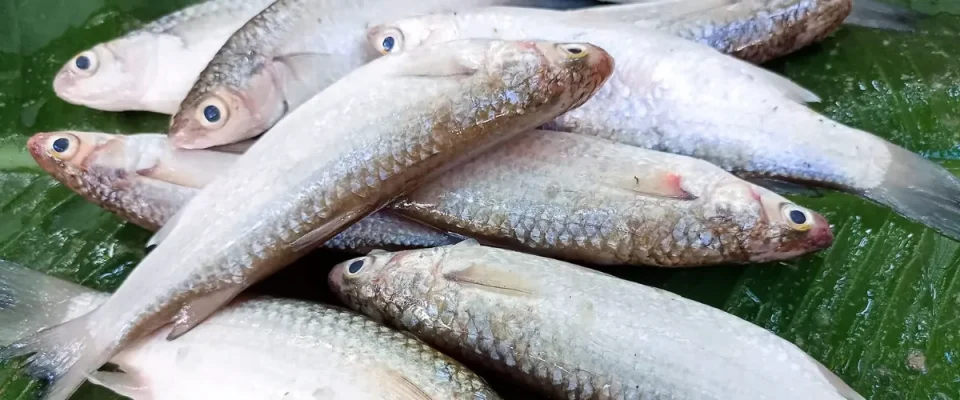 India Launches High-Seas Fishing LoA Regime to Boost Seafood Exports and Blue Economy
