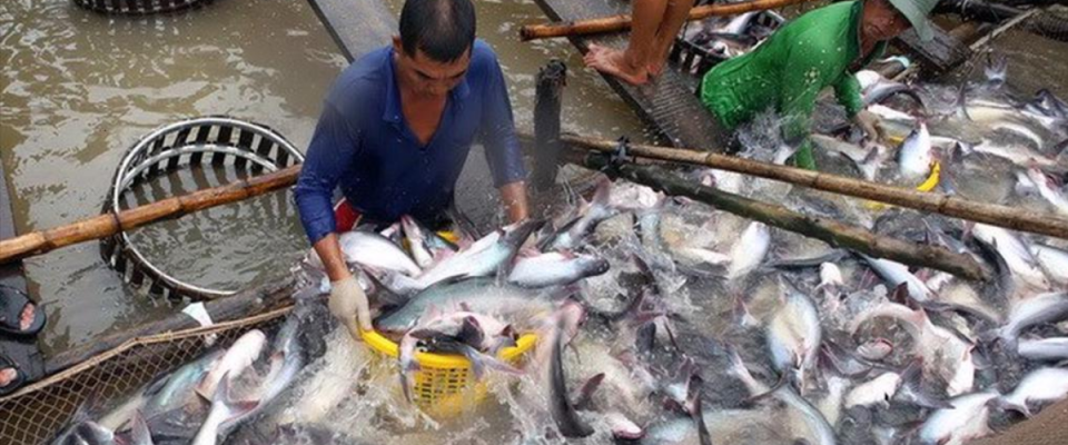 Dong Pangasius aquaculture